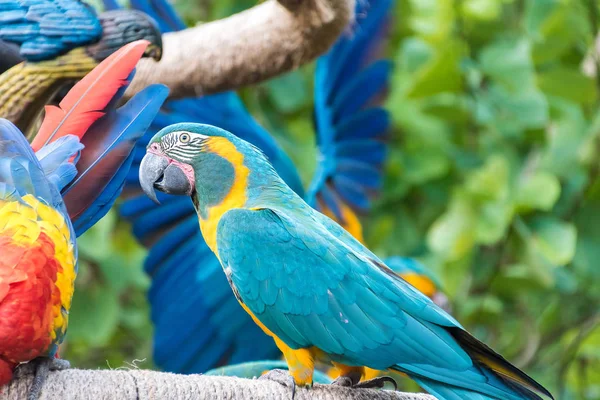 Parlak ve renkli Amerika papağanı — Stok fotoğraf