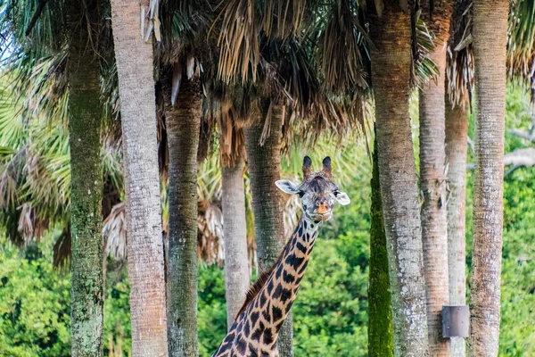 Girafă reticulată în copaci — Fotografie, imagine de stoc