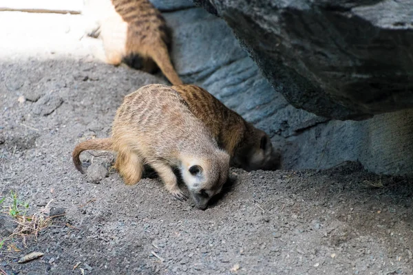 Deux suricates creusant — Photo