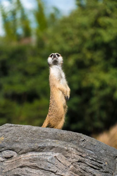 Meerkat sur la garde — Photo