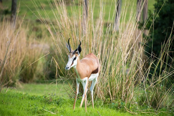 Eine thompson gazelle — Stockfoto