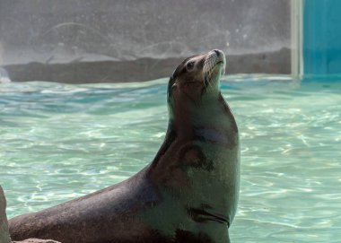 Kayanın üzerinde dinlenme Kaliforniyalı Sealion