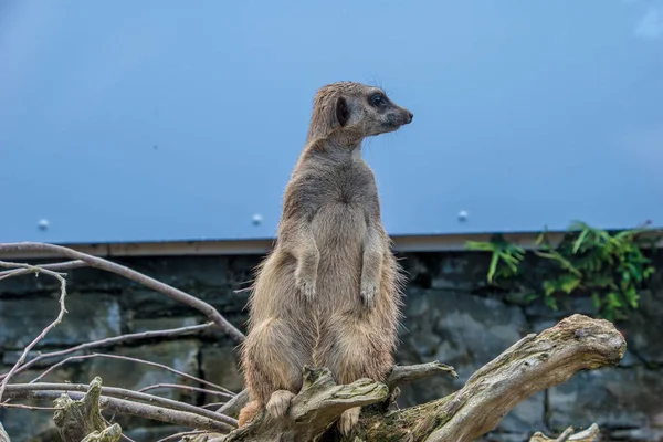 Meerkat Quart Recherche Danger — Photo