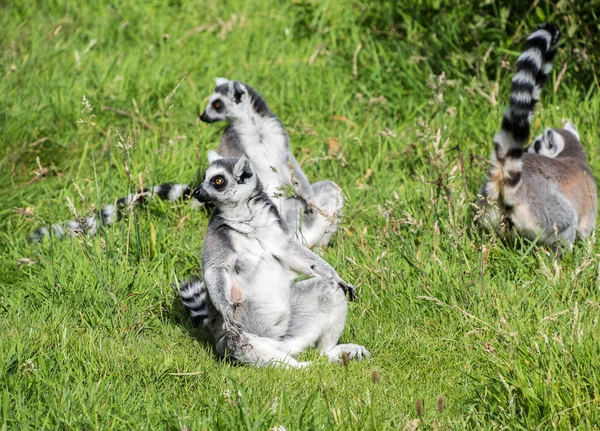 Anel Cauda Lemurs Alguma Grama — Fotografia de Stock