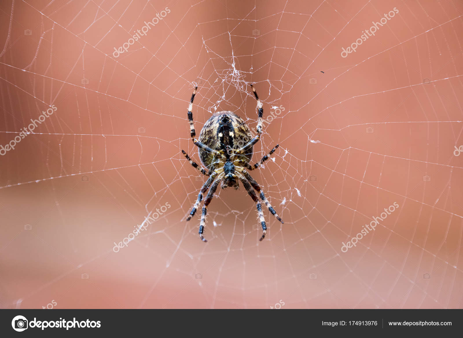 Common Garden Spider Often Called Cross Spider Latin Name Araneus