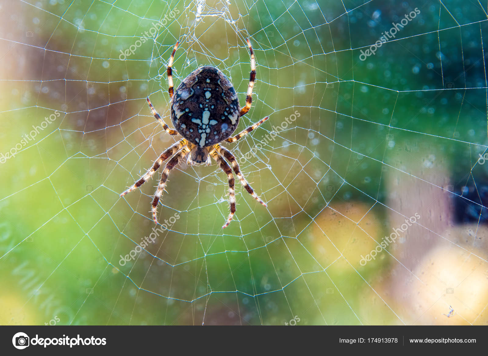 Common Garden Spider Often Called Cross Spider Latin Name Araneus