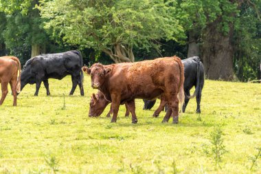 Kahverengi inekler tarlada otluyor.