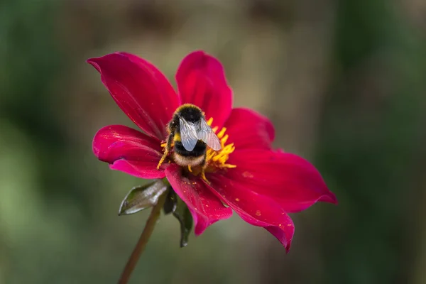 Bumble Bee Collecting Pollen Flower — Stock Photo, Image
