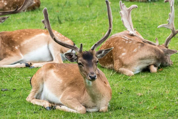 Damherten Tot Grond — Stockfoto