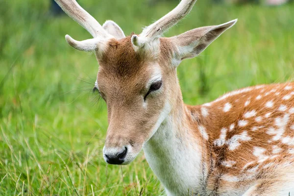 Weergave Van Damherten Met Hun Geweien Sluit — Stockfoto