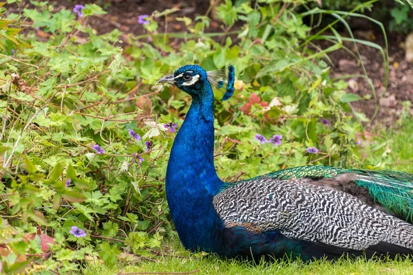 Close view of a male Peacock resting on the ground