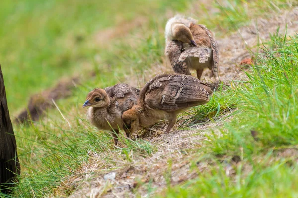 Peacock Femmina Con Suoi Bambini Piccoli — Foto Stock