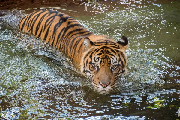 Тигр играет на воде — стоковое фото
