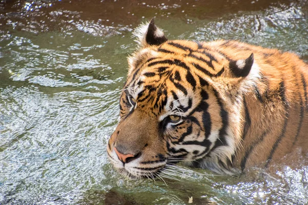 Tiger beim Wasserspielen — Stockfoto