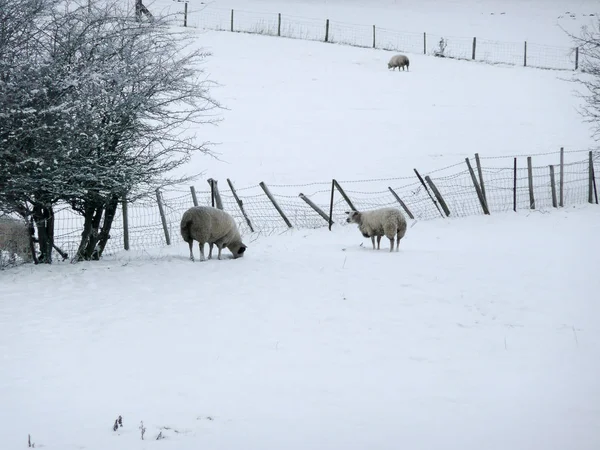 Moutons Debout Dans Champ Neigeux — Photo