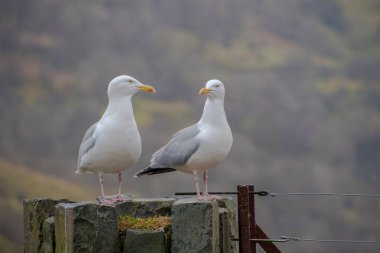 Bir çit üzerinde iki martı