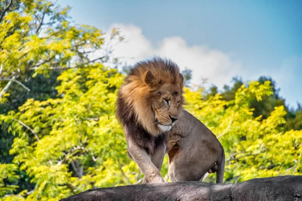 Male Lion turning round — Stock Photo, Image