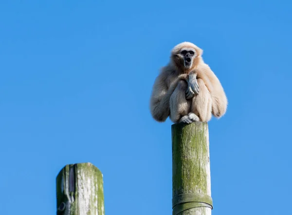 Singe Gibbon sur un grand poteau — Photo