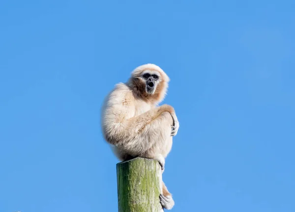 Singe Gibbon sur un grand poteau — Photo