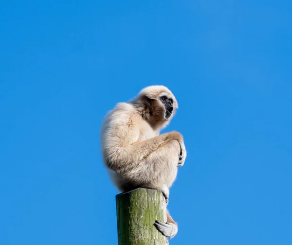 Singe Gibbon sur un grand poteau — Photo