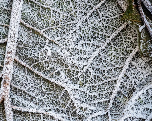 Large frosted leaves — Stock Photo, Image