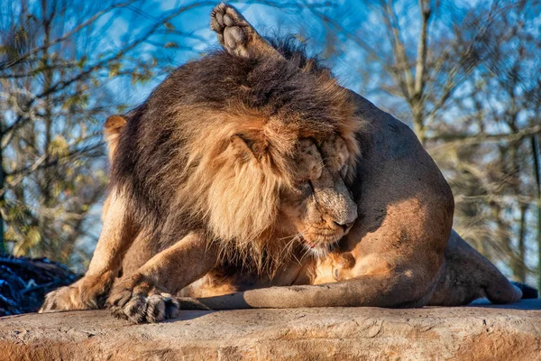 Lion laying on a rock — Stock Photo, Image