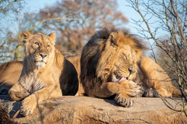 Singa dan Singa berbaring di atas batu — Stok Foto