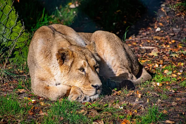 Lioness laying on the ground — Stock Photo, Image