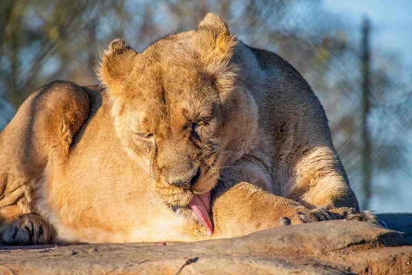 Lioness laying on a rock — Stock Photo, Image
