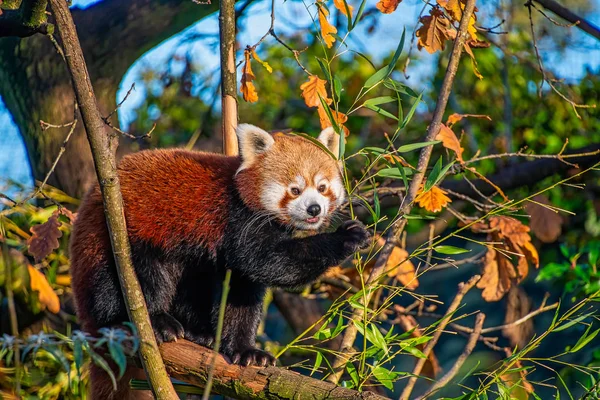 Jeune panda rouge mangeant du bambou — Photo