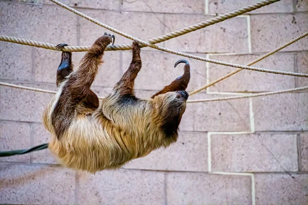 Two toed sloth on some rope — ストック写真