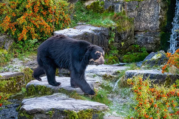 바위 위에 있는 안데스산맥의 곰 스톡 사진