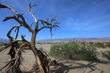 ölü ağaçlar Ölüm Vadisi, Kaliforniya, ABD
