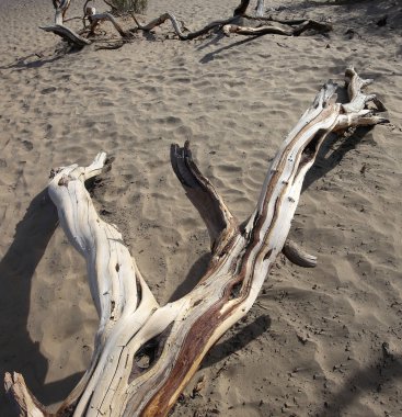 ölü ağaçlar Ölüm Vadisi, Kaliforniya, ABD