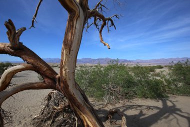 ölü ağaçlar Ölüm Vadisi, Kaliforniya, ABD