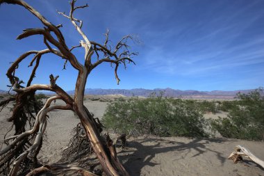 ölü ağaçlar Ölüm Vadisi, Kaliforniya, ABD