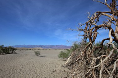 ölü ağaçlar Ölüm Vadisi, Kaliforniya, ABD