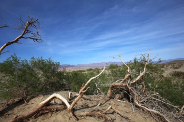 ölü ağaçlar Ölüm Vadisi, Kaliforniya, ABD