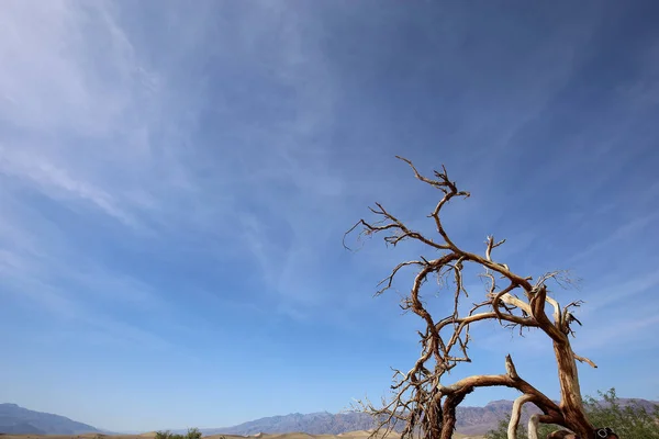 Halott fák a death valley, california, Amerikai Egyesült Államok — Stock Fotó