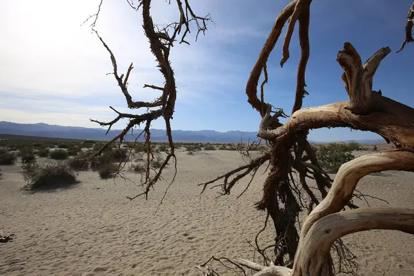 Halott fák a death valley, california, Amerikai Egyesült Államok — Stock Fotó