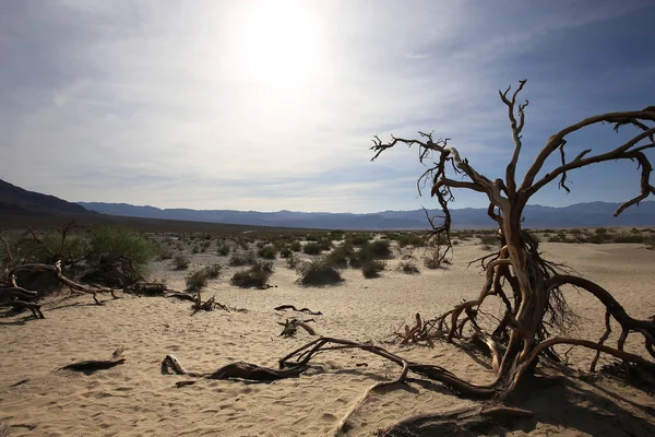 Halott fák a death valley, california, Amerikai Egyesült Államok — Stock Fotó