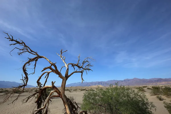 ölü ağaçlar Ölüm Vadisi, Kaliforniya, ABD