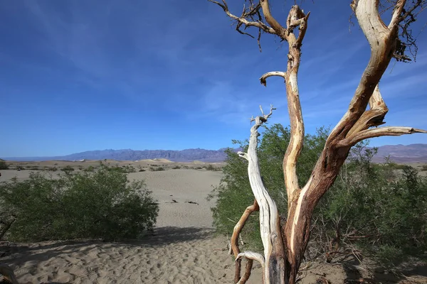 ölü ağaçlar Ölüm Vadisi, Kaliforniya, ABD
