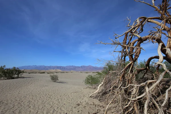 ölü ağaçlar Ölüm Vadisi, Kaliforniya, ABD
