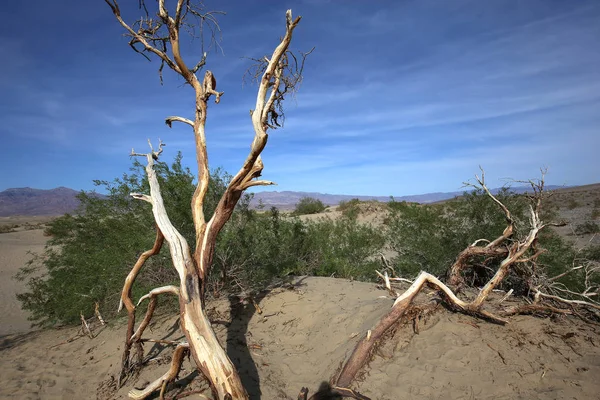 Mrtvé stromy v death valley, Kalifornie, usa — Stock fotografie