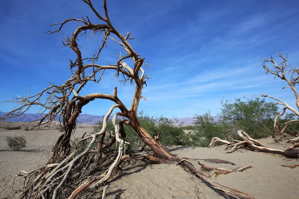 Mrtvé stromy v death valley, Kalifornie, usa — Stock fotografie