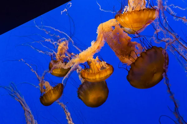 Medusas naranjas nadando en un acuario azul —  Fotos de Stock