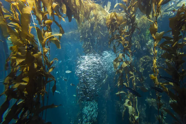 mavi bir akvaryum yüzme turuncu denizanası