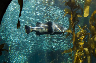 mavi bir akvaryum yüzme turuncu denizanası