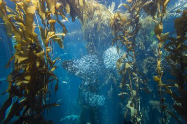 mavi bir akvaryum yüzme turuncu denizanası